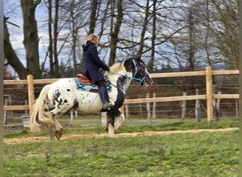 Appaloosa Mestizo, Caballo castrado, 10 años, 162 cm, Atigrado/Moteado