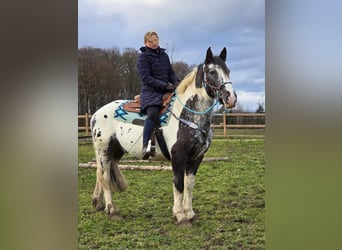 Appaloosa Mestizo, Caballo castrado, 10 años, 162 cm, Atigrado/Moteado