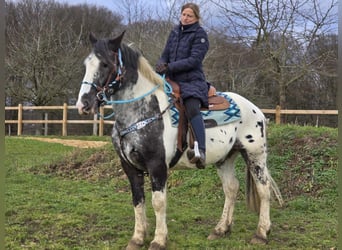 Appaloosa Mestizo, Caballo castrado, 10 años, 162 cm, Atigrado/Moteado