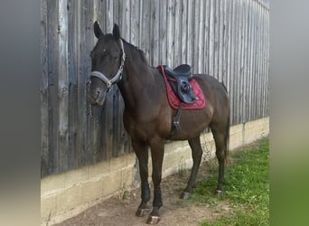 Appaloosa, Caballo castrado, 10 años, 163 cm, Negro