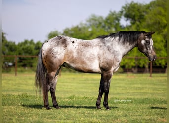 Appaloosa, Caballo castrado, 10 años, 163 cm