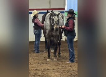 Appaloosa, Caballo castrado, 10 años, 163 cm