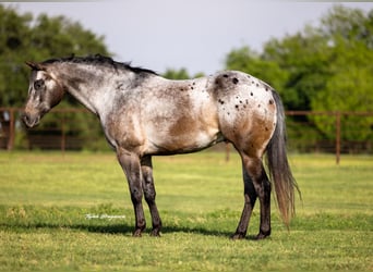 Appaloosa, Caballo castrado, 10 años, 163 cm