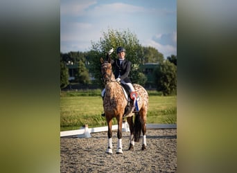 Appaloosa, Caballo castrado, 10 años, 169 cm, Atigrado/Moteado