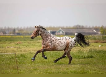 Appaloosa, Caballo castrado, 10 años, 169 cm, Atigrado/Moteado