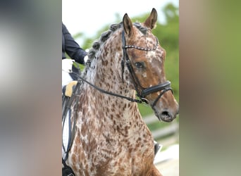Appaloosa, Caballo castrado, 10 años, 169 cm, Atigrado/Moteado