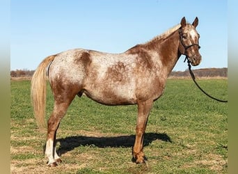 Appaloosa, Caballo castrado, 10 años, Alazán rojizo