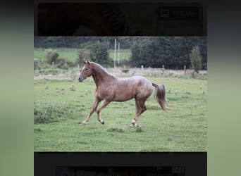 Appaloosa, Caballo castrado, 10 años