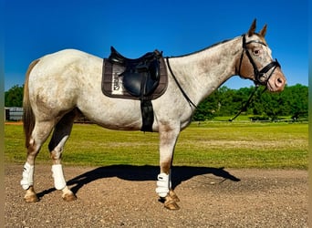 Appaloosa, Caballo castrado, 10 años, Ruano alazán