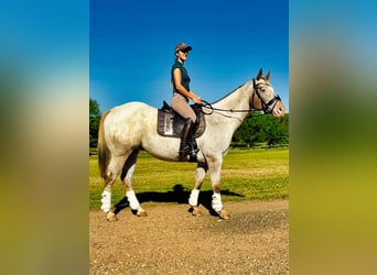 Appaloosa, Caballo castrado, 10 años, Ruano alazán