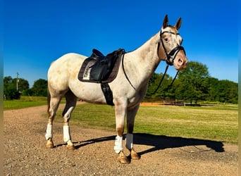 Appaloosa, Caballo castrado, 10 años, Ruano alazán