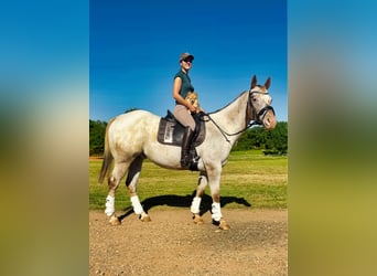 Appaloosa, Caballo castrado, 10 años, Ruano alazán