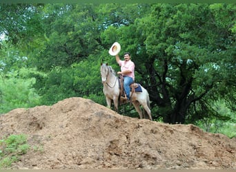 Appaloosa, Caballo castrado, 11 años, 140 cm, Castaño-ruano