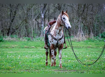 Appaloosa, Caballo castrado, 11 años, 142 cm, Alazán-tostado