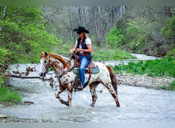 Appaloosa, Caballo castrado, 11 años, 142 cm, Alazán-tostado