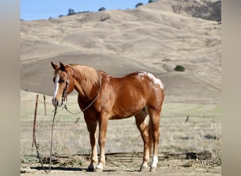 Appaloosa, Caballo castrado, 11 años, 147 cm, Alazán-tostado