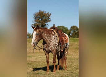 Appaloosa, Caballo castrado, 11 años, 147 cm, Alazán-tostado