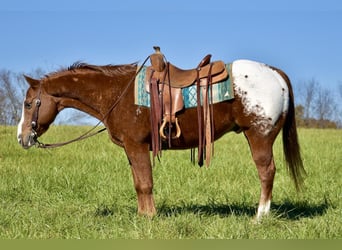 Appaloosa, Caballo castrado, 11 años, 150 cm, Alazán rojizo