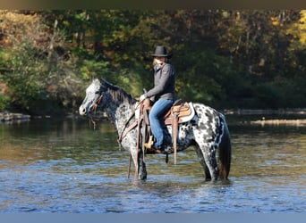 Appaloosa, Caballo castrado, 11 años, 150 cm, Atigrado/Moteado