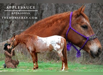 Appaloosa, Caballo castrado, 11 años, 150 cm, Ruano alazán