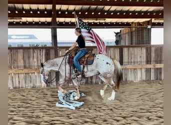 Appaloosa, Caballo castrado, 11 años, 150 cm, Ruano alazán