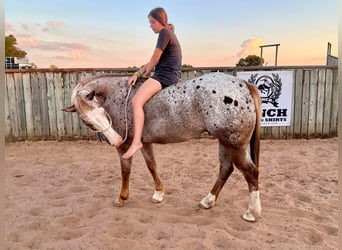 Appaloosa, Caballo castrado, 11 años, 150 cm, Ruano alazán