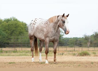 Appaloosa, Caballo castrado, 11 años, 150 cm, Ruano alazán