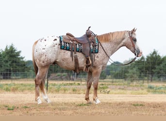 Appaloosa, Caballo castrado, 11 años, 150 cm, Ruano alazán