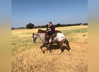 Appaloosa, Caballo castrado, 11 años, 150 cm, Ruano alazán