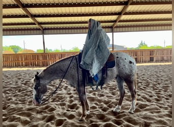 Appaloosa, Caballo castrado, 11 años, 150 cm, Ruano alazán