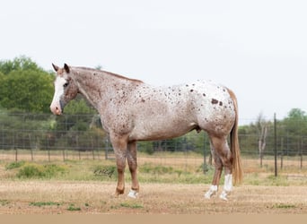 Appaloosa, Caballo castrado, 11 años, 150 cm, Ruano alazán