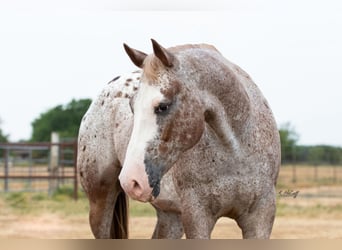 Appaloosa, Caballo castrado, 11 años, 150 cm, Ruano alazán