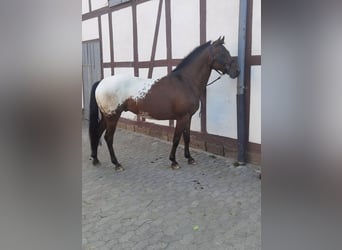 Appaloosa, Caballo castrado, 11 años, 150 cm