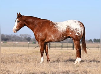 Appaloosa, Caballo castrado, 11 años, 152 cm, Alazán rojizo