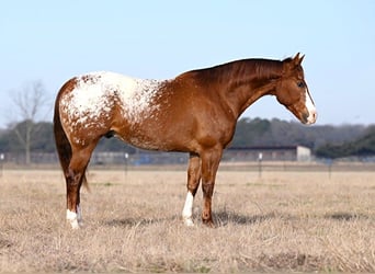 Appaloosa, Caballo castrado, 11 años, 152 cm, Alazán rojizo