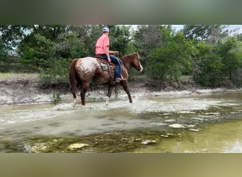 Appaloosa, Caballo castrado, 11 años, 152 cm, Alazán rojizo