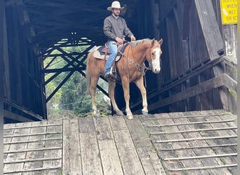 Appaloosa, Caballo castrado, 11 años, 152 cm, Alazán-tostado