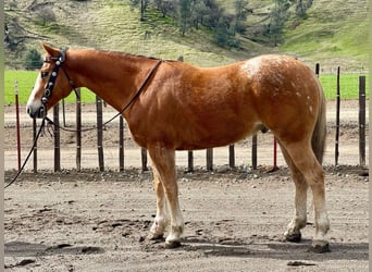 Appaloosa, Caballo castrado, 11 años, 152 cm, Alazán-tostado