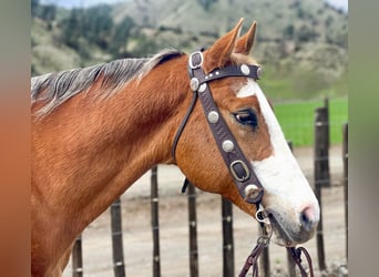 Appaloosa, Caballo castrado, 11 años, 152 cm, Alazán-tostado