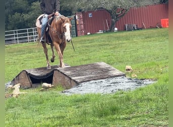 Appaloosa, Caballo castrado, 11 años, 152 cm, Alazán-tostado