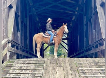 Appaloosa, Caballo castrado, 11 años, 152 cm, Alazán-tostado