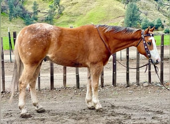 Appaloosa, Caballo castrado, 11 años, 152 cm, Alazán-tostado