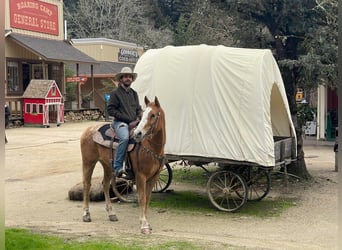 Appaloosa, Caballo castrado, 11 años, 152 cm, Alazán-tostado