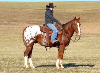 Appaloosa, Caballo castrado, 11 años, 152 cm