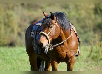 Appaloosa, Caballo castrado, 11 años, 155 cm, Castaño