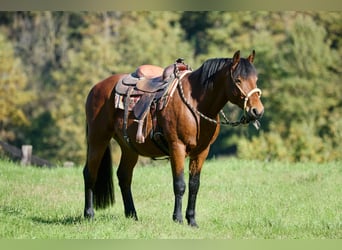 Appaloosa, Caballo castrado, 11 años, 155 cm, Castaño