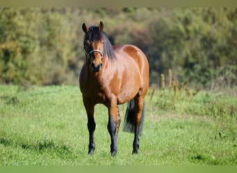 Appaloosa, Caballo castrado, 11 años, 155 cm, Castaño