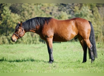 Appaloosa, Caballo castrado, 11 años, 155 cm, Castaño