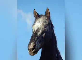 Appaloosa, Caballo castrado, 11 años, 160 cm