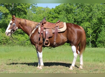 Appaloosa, Caballo castrado, 11 años, Alazán-tostado